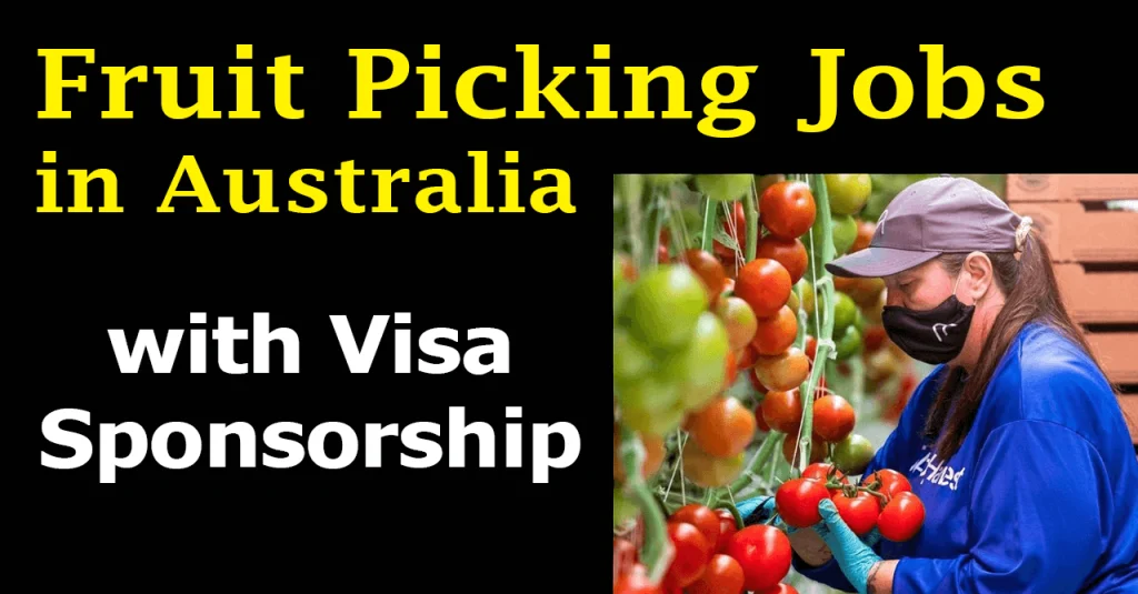 High Paying Fruit Picking Jobs in Australia with Visa Sponsorship